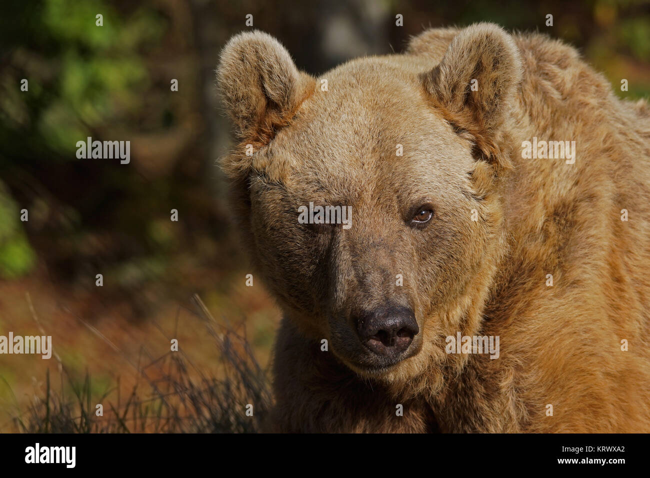 syrian brown bear - [ursus arctos syriacus] Stock Photo