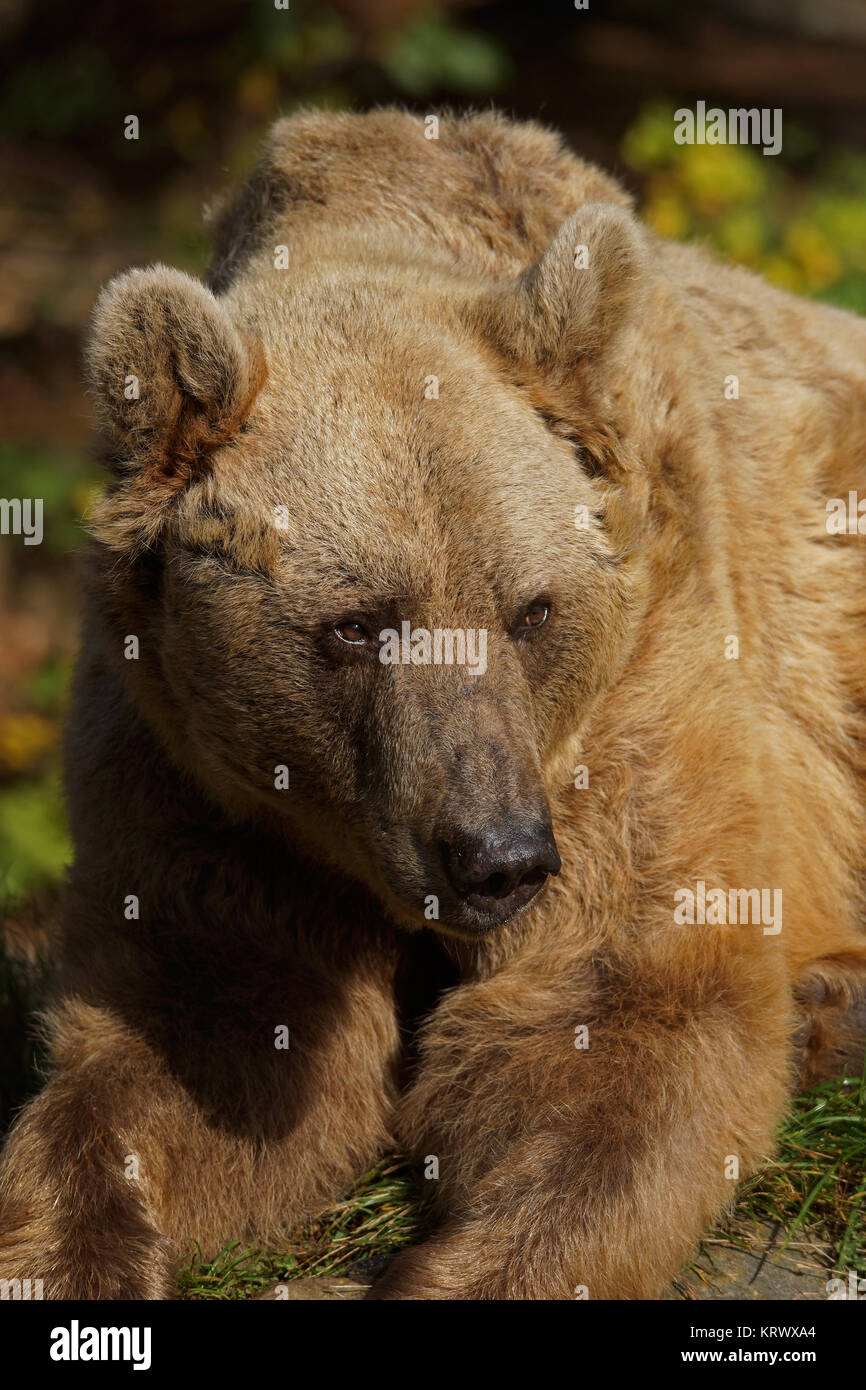 syrian brown bear - [ursus arctos syriacus] Stock Photo
