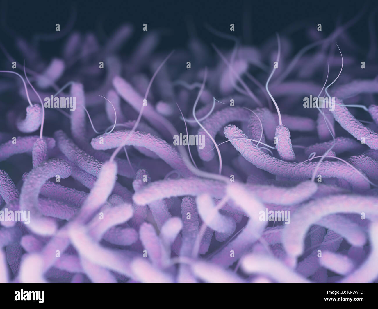 Vibrio Cholerae Bacteria Stock Photo