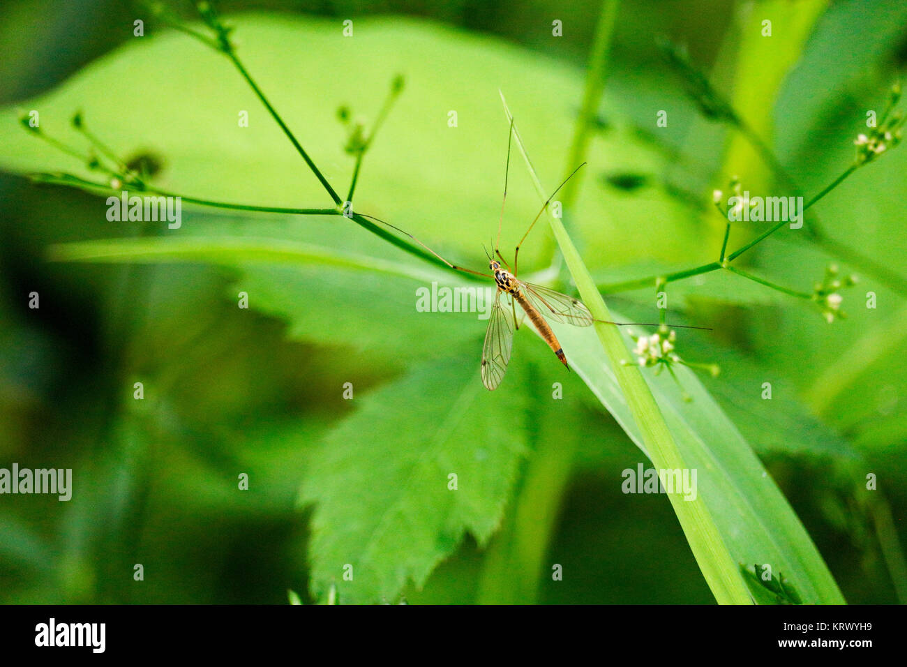 Spotted crane fly. Stock Photo