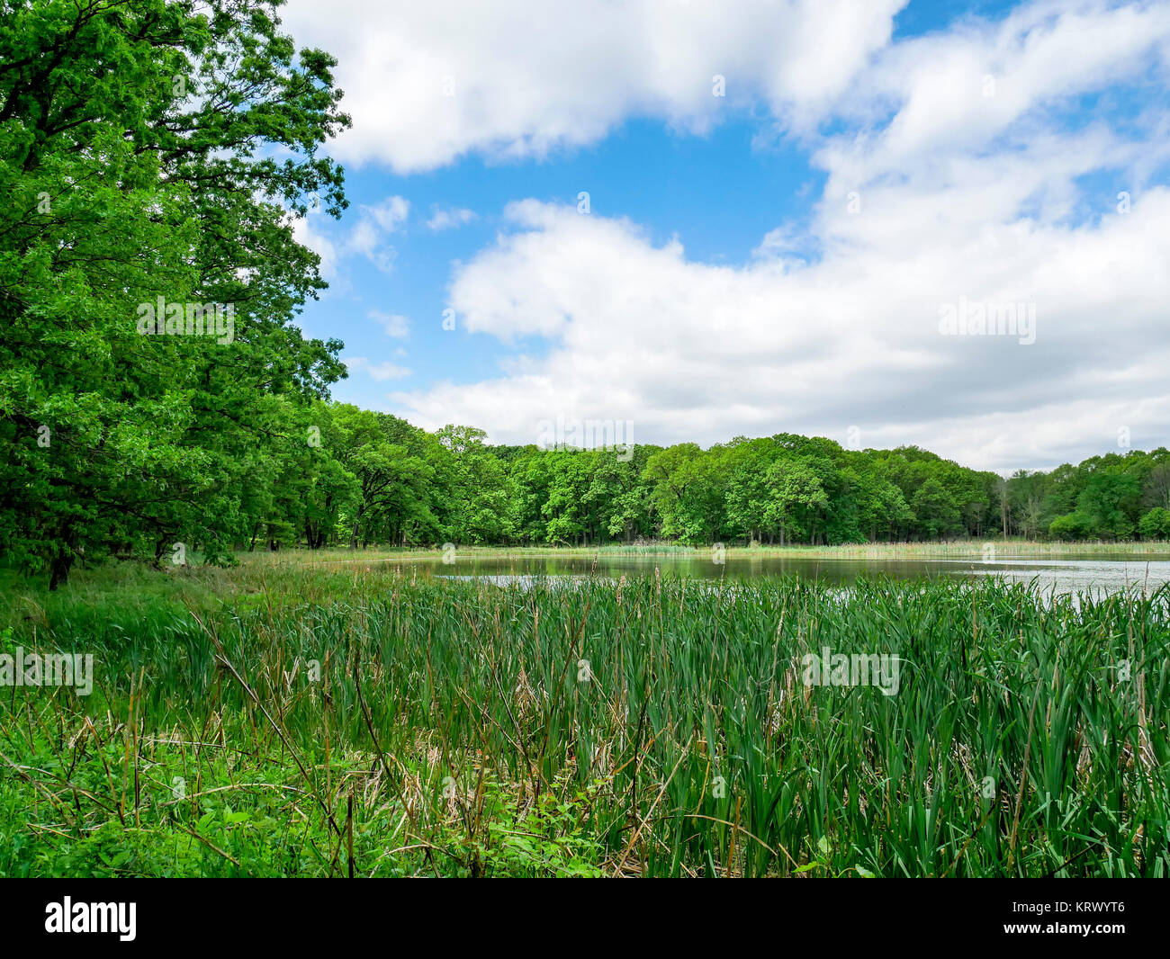 Lake and marsh. Spears Woods Forest Preserve, Cook County, Illinois. Stock Photo