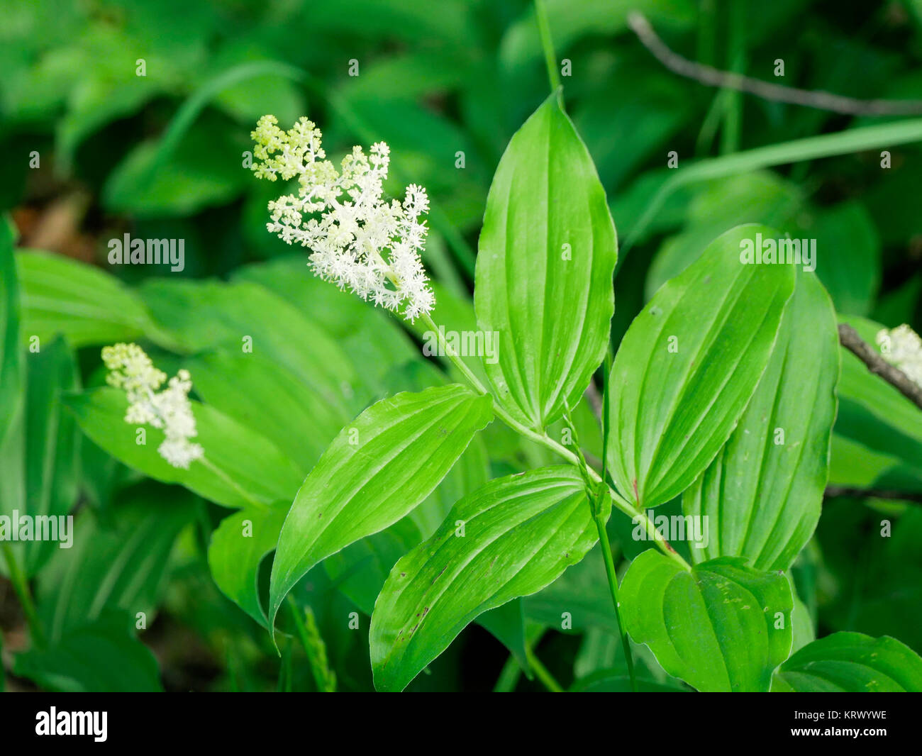 False Solomon's Seal. Country Land Woods Forest Preserve, Illinois. Stock Photo