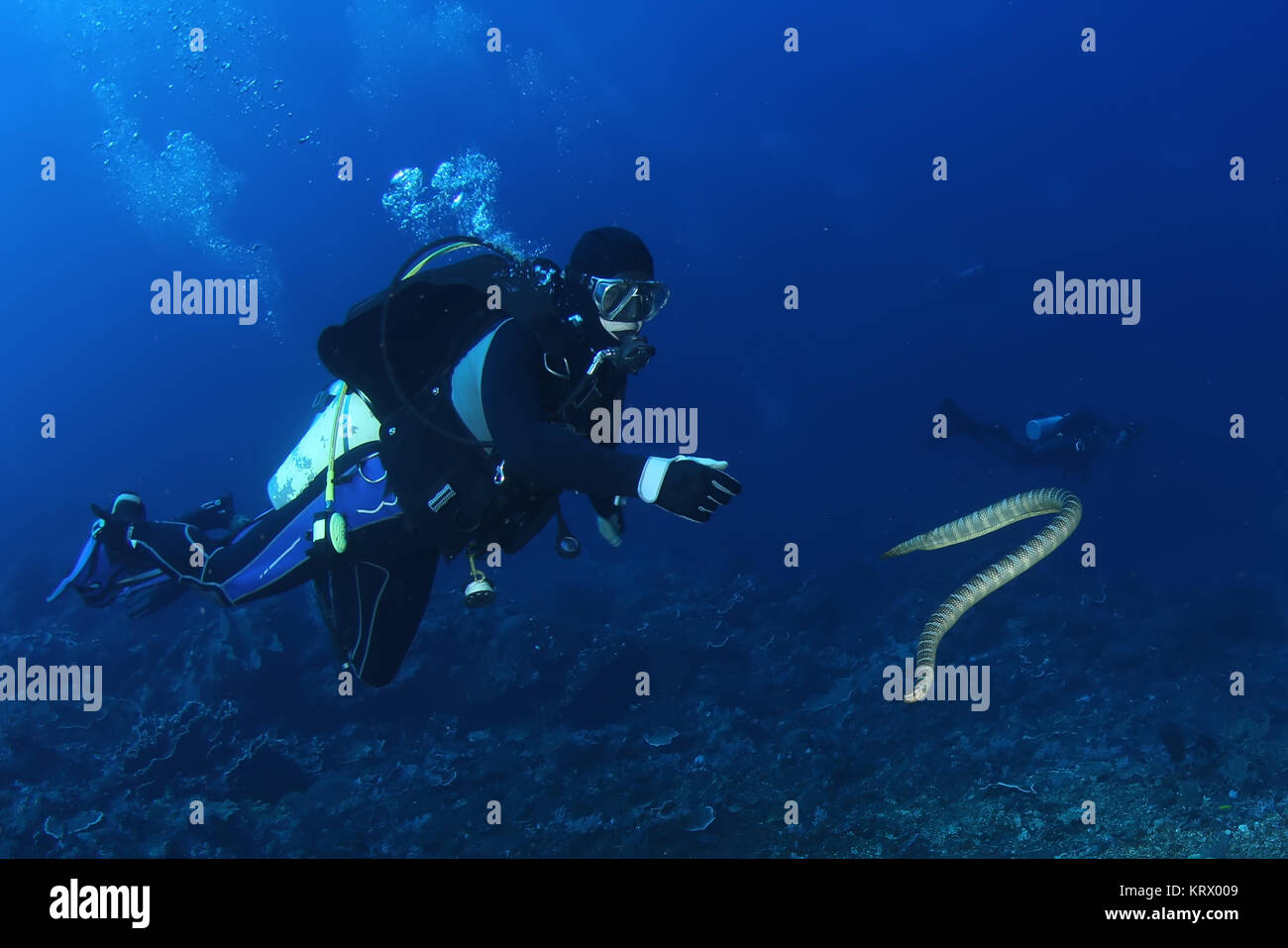 diver with sea snake nderwater diving picture ocean Stock Photo