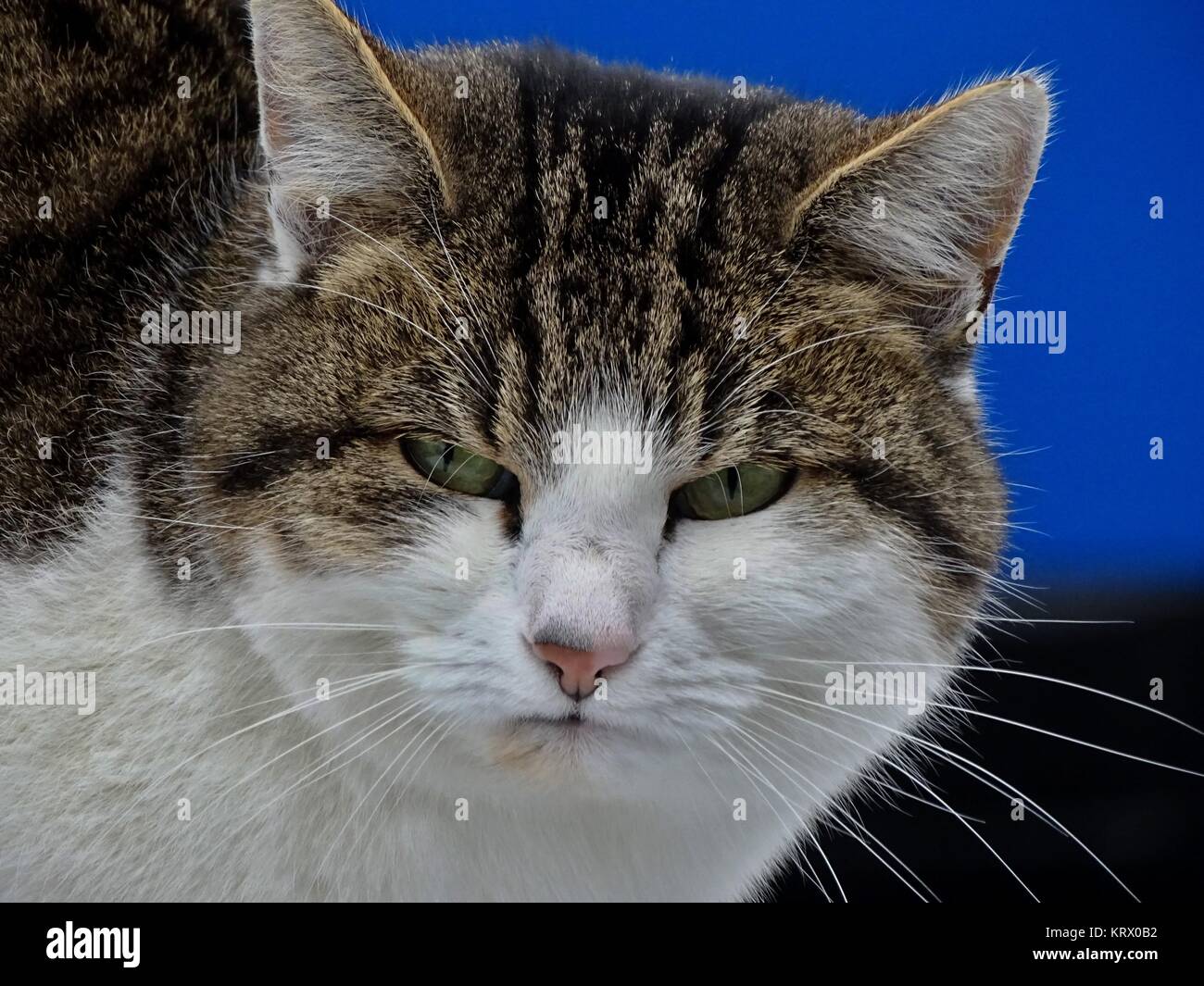 Portrait of a domestic cat hi-res stock photography and images - Alamy