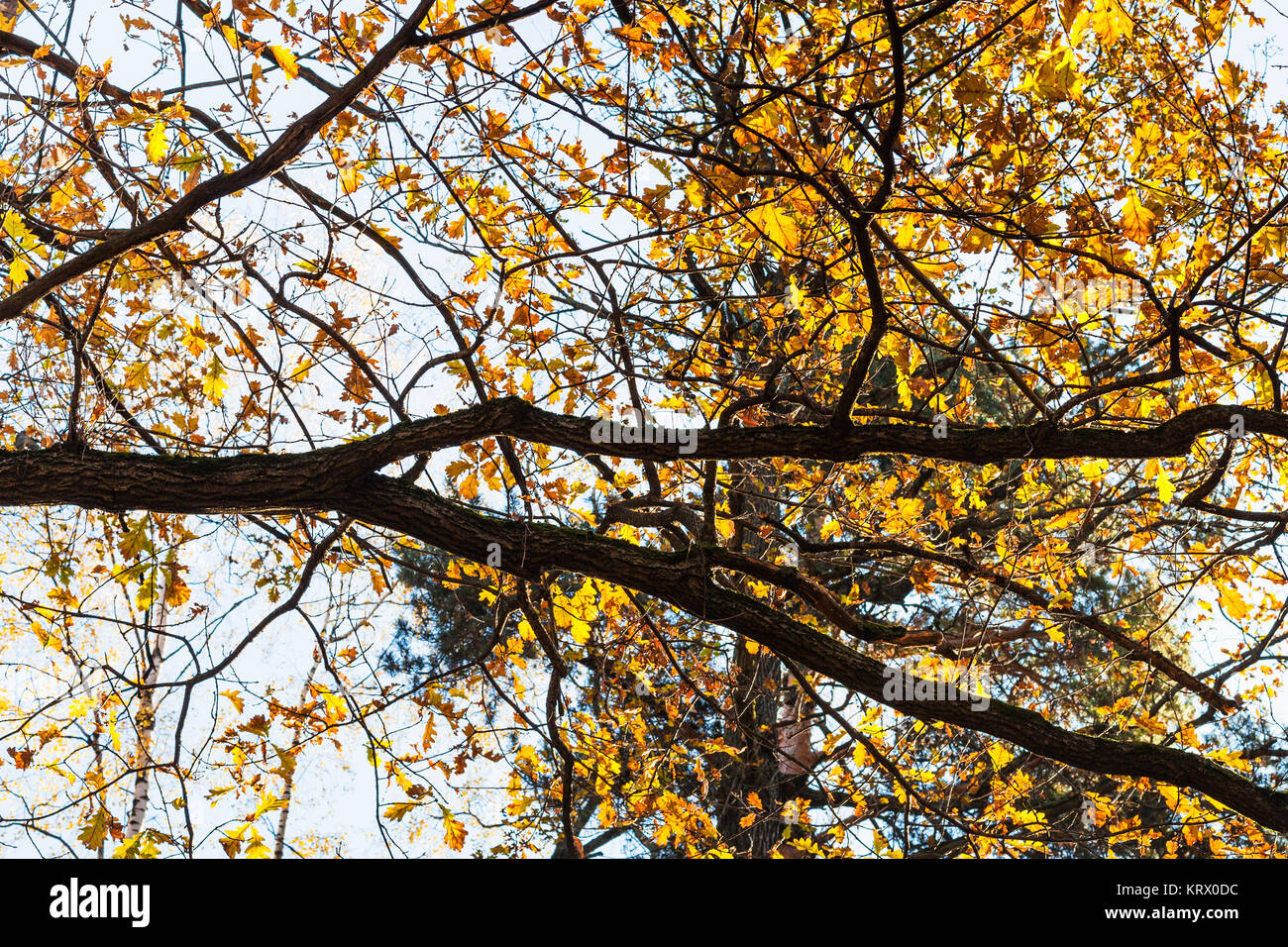 oak branch with yellow leaves in urban park Stock Photo - Alamy