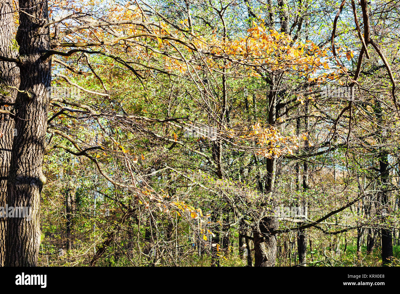 oak tree branch with yellow leaves in urban park Stock Photo - Alamy