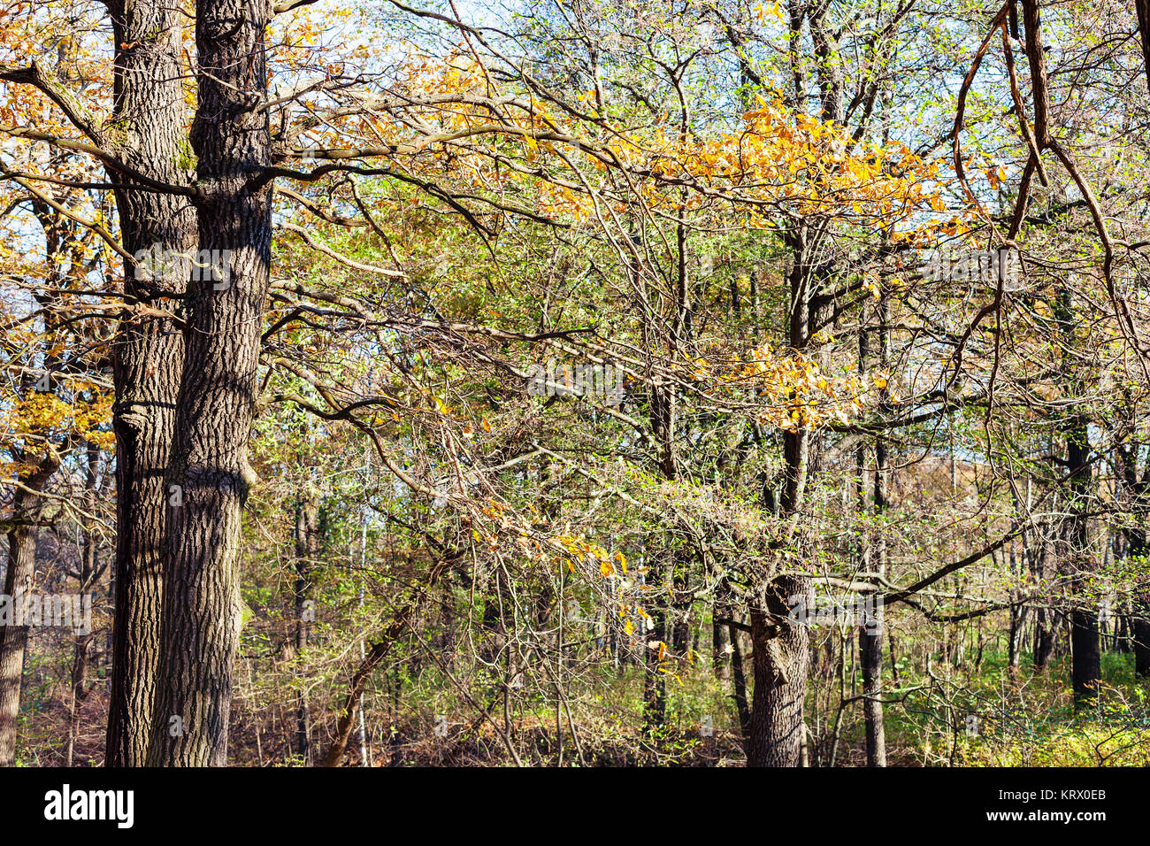 oak tree branch with yellow leaves in forest Stock Photo - Alamy