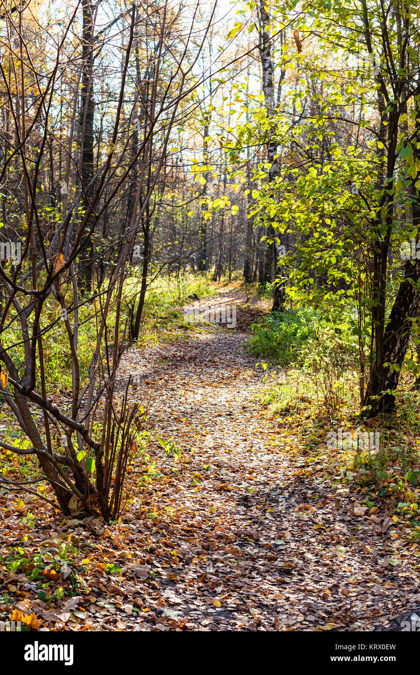 path with fallen leaves in urban park in autumn Stock Photo - Alamy