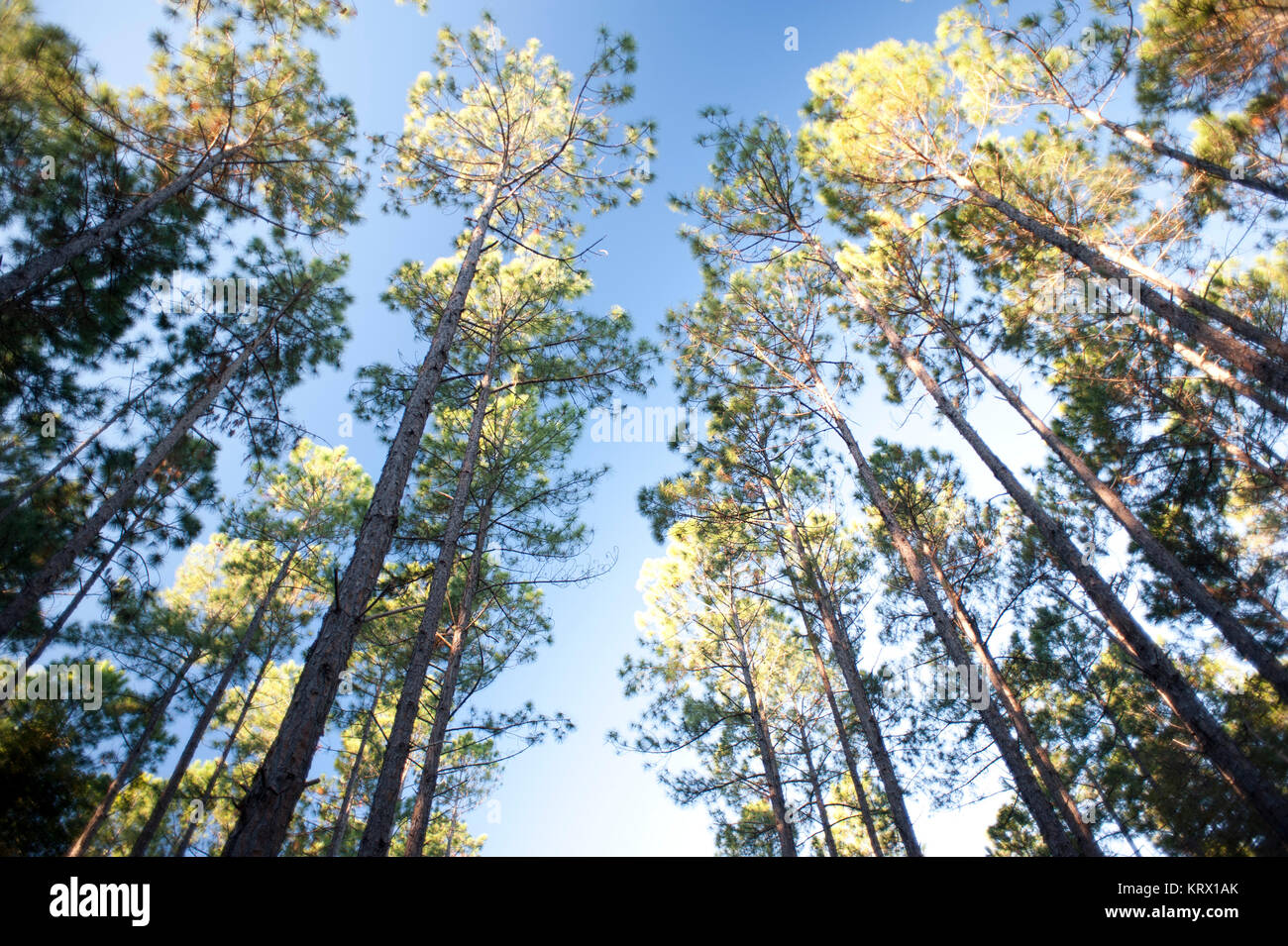 Tall trees in a forest plantation under a blue sky Stock Photo - Alamy
