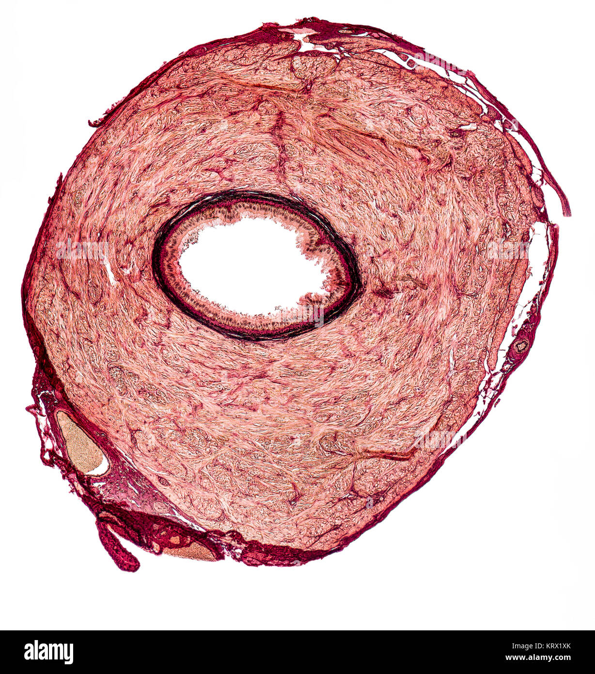 microscopic cross section showing the vas deferens of a rat Stock Photo