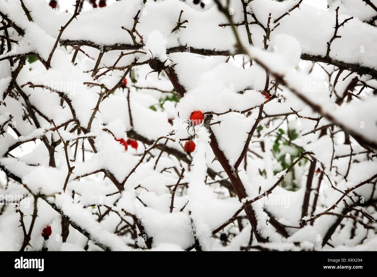 On the branches of the bushes of hawthorn berries hang ripe red berries, covered with first snow fell. Stock Photo