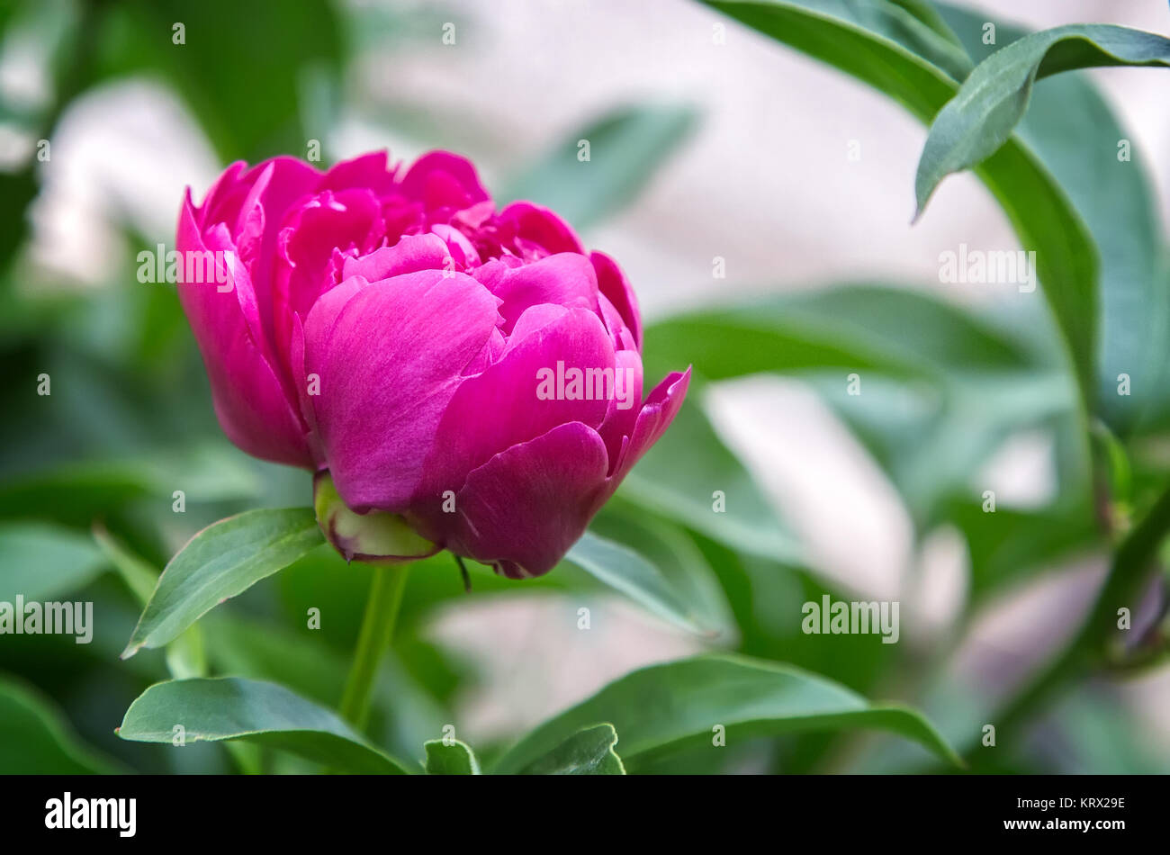 Beautiful big red peony blooming in the garden among green leaves , photographed in close-up. Stock Photo