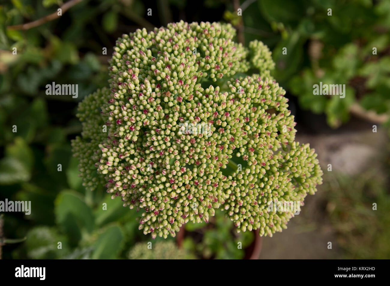 Sedum in early flower in August, North Yorkshire, England, United Kingdom Stock Photo