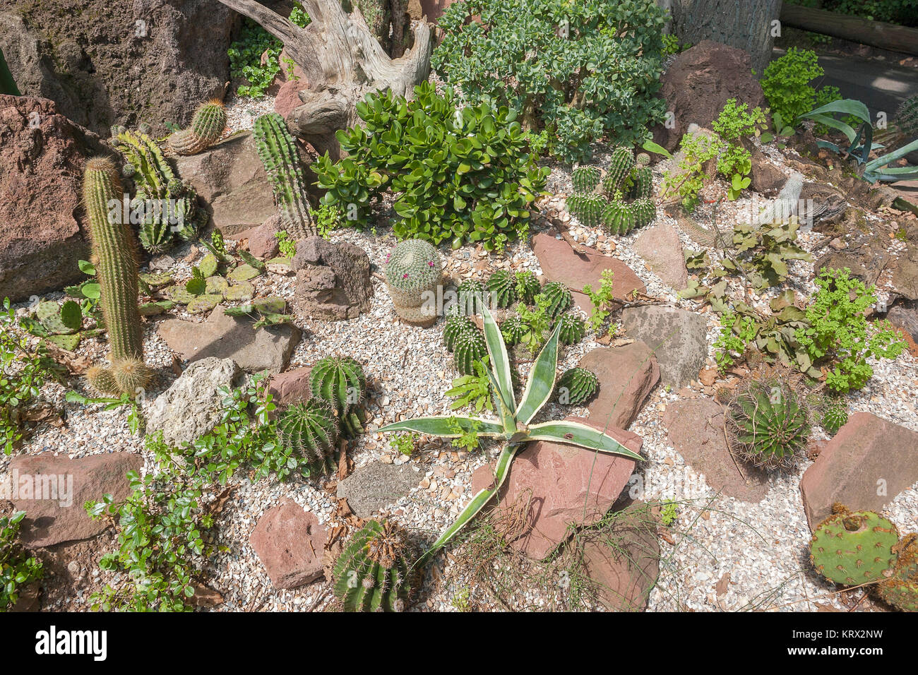 various cacti plants Stock Photo