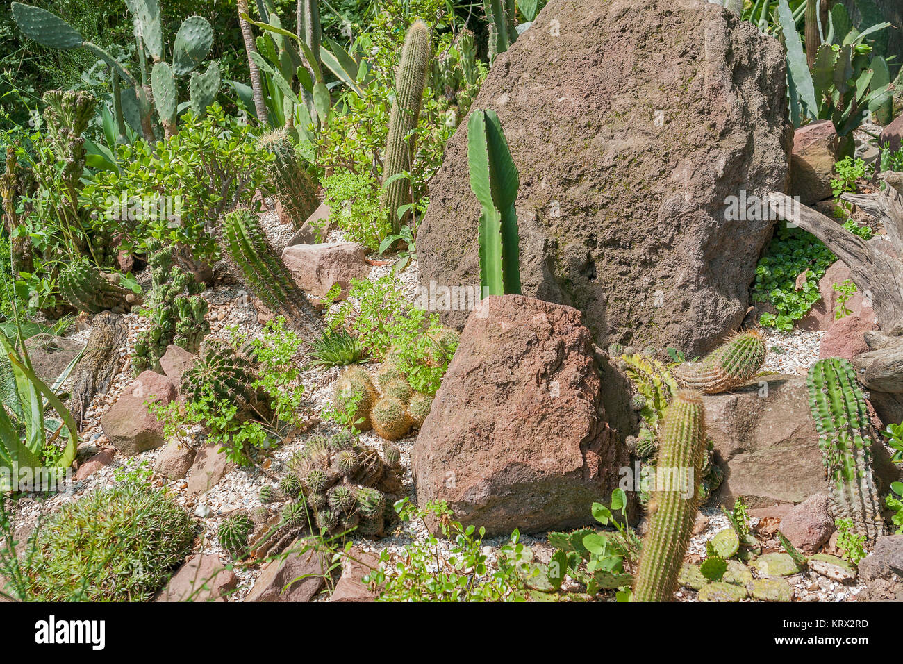 various cacti plants Stock Photo