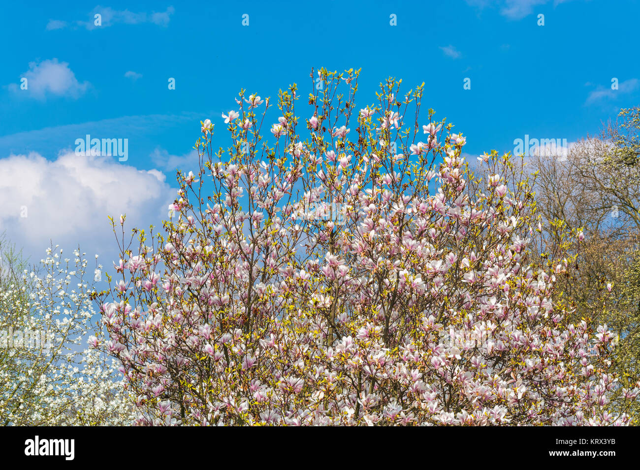 spring picture with flowering fruit tree in the garden. Stock Photo