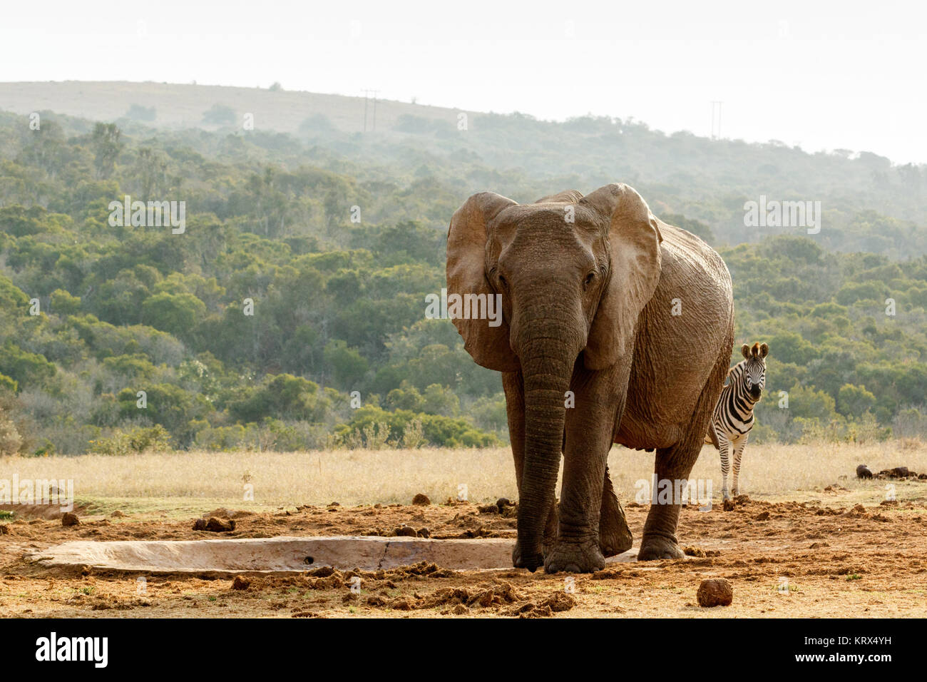 Zebra peeping behind the Elephant Stock Photo