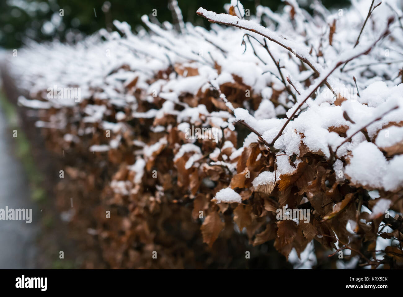 hedge of hornbeam with snow Stock Photo