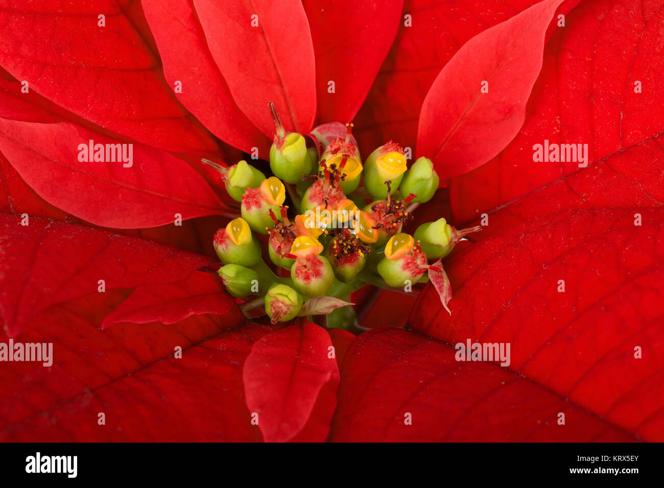 December flower hires stock photography and images Alamy