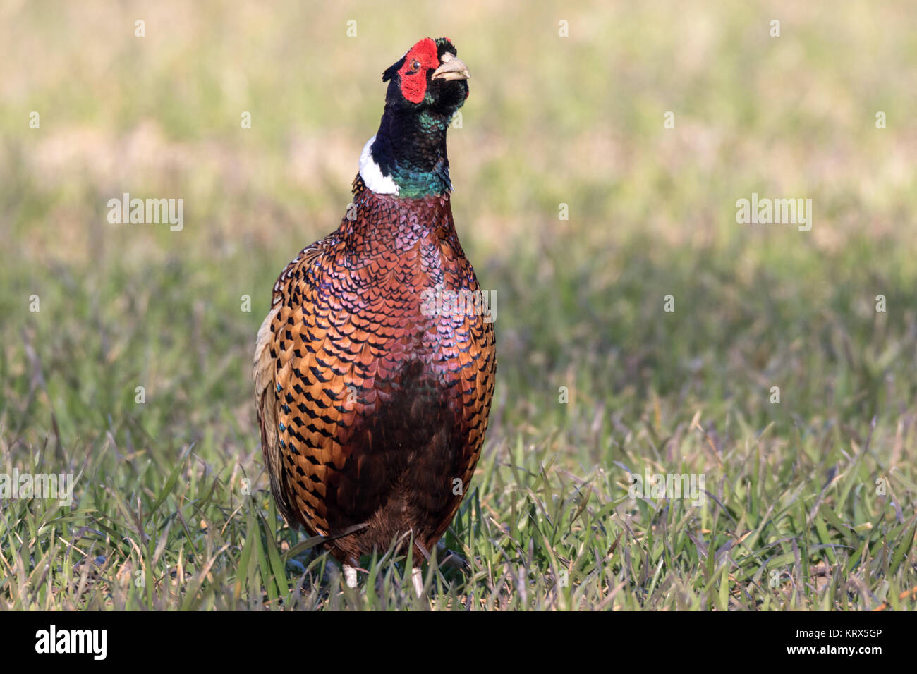 Pheasant in a field Stock Photo
