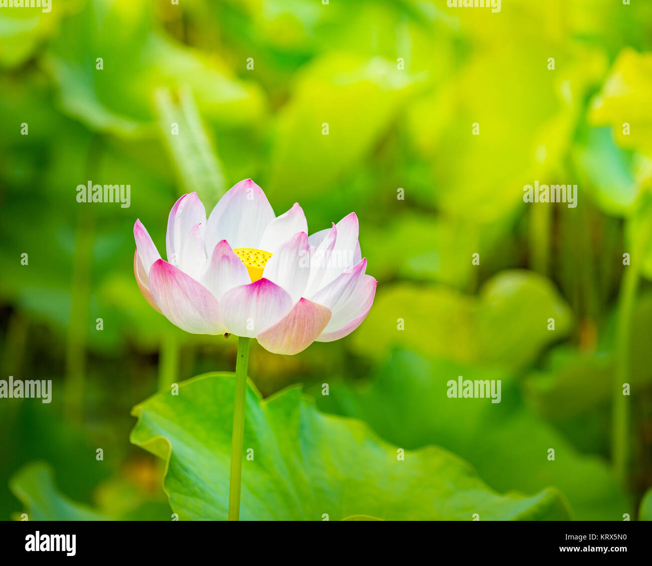 Closeup lotus flower Stock Photo Alamy