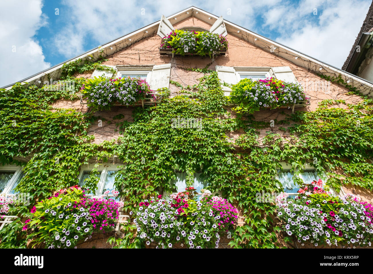 Grüne Fassade von einem Haus mit Blumen und Pflanzen bewachsen Stock Photo