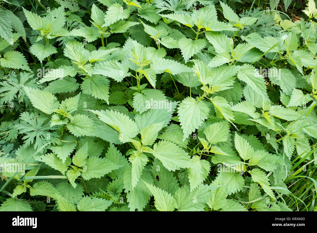 Grüne Brennesseln als Heilpflanze im Querformat Stock Photo