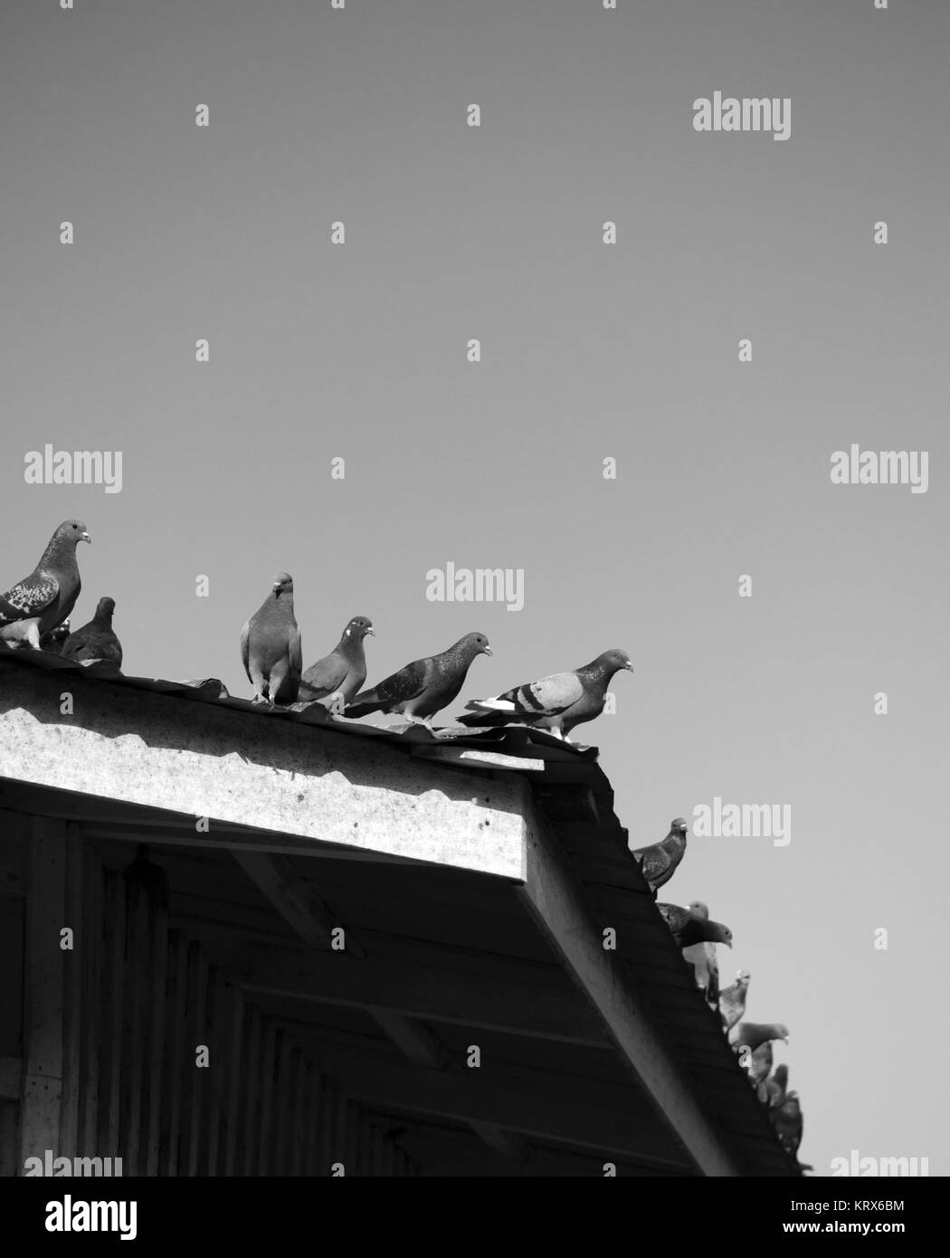 PIGEONS ON THE ROOF Stock Photo