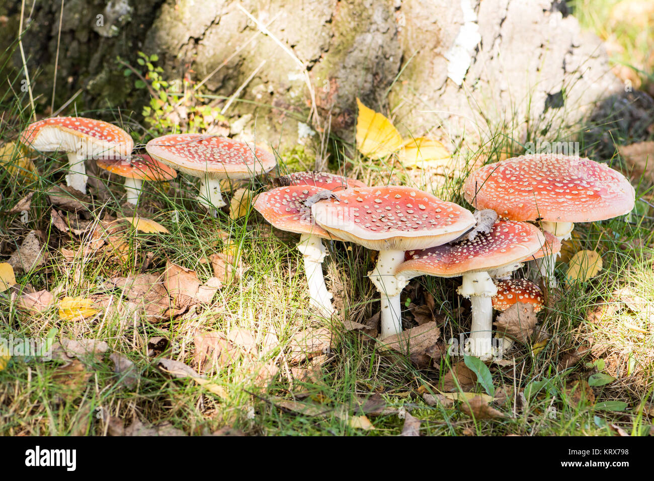Group of red fly agaric musrooms Stock Photo