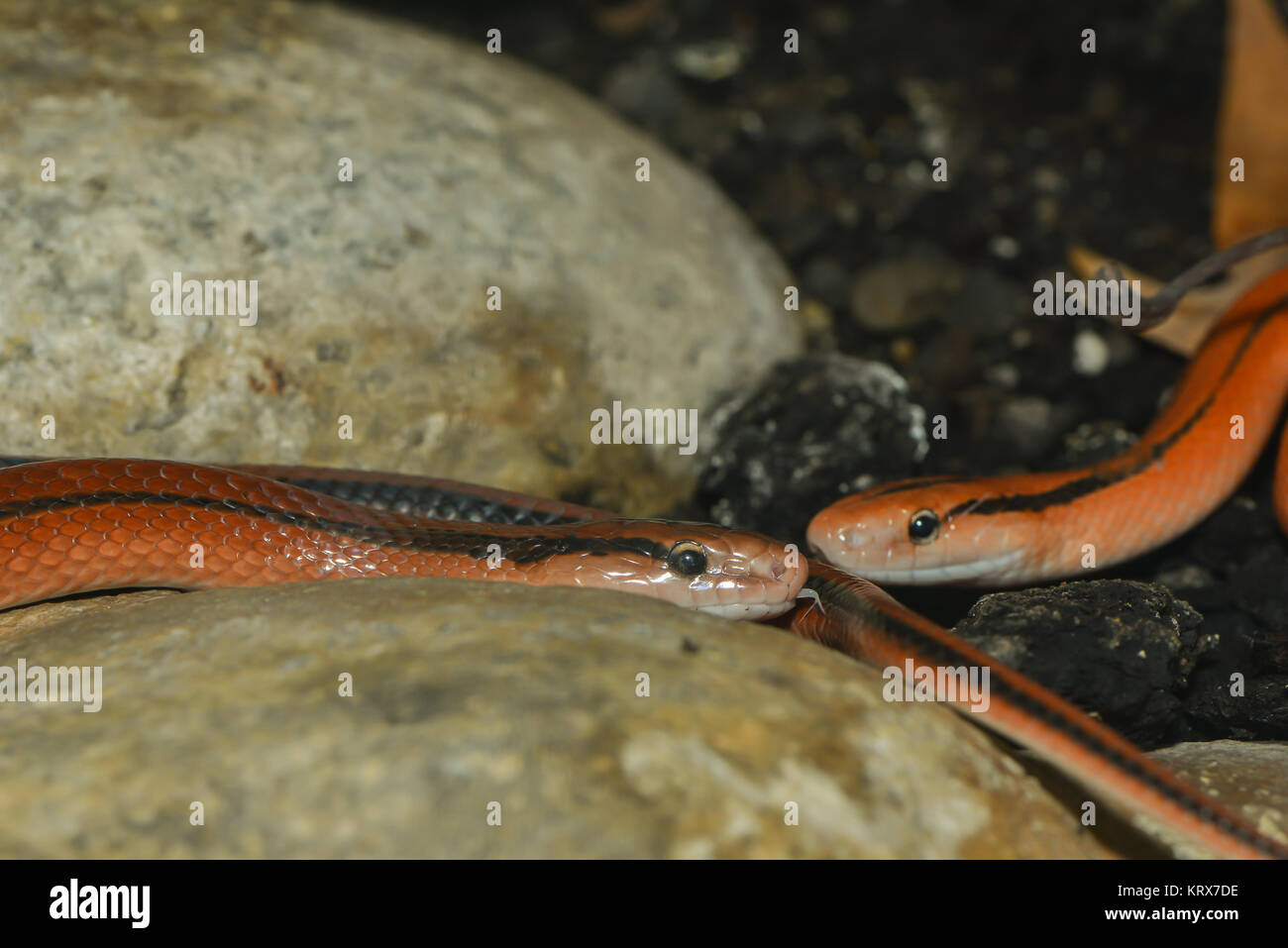 red bamboo snake Stock Photo Alamy
