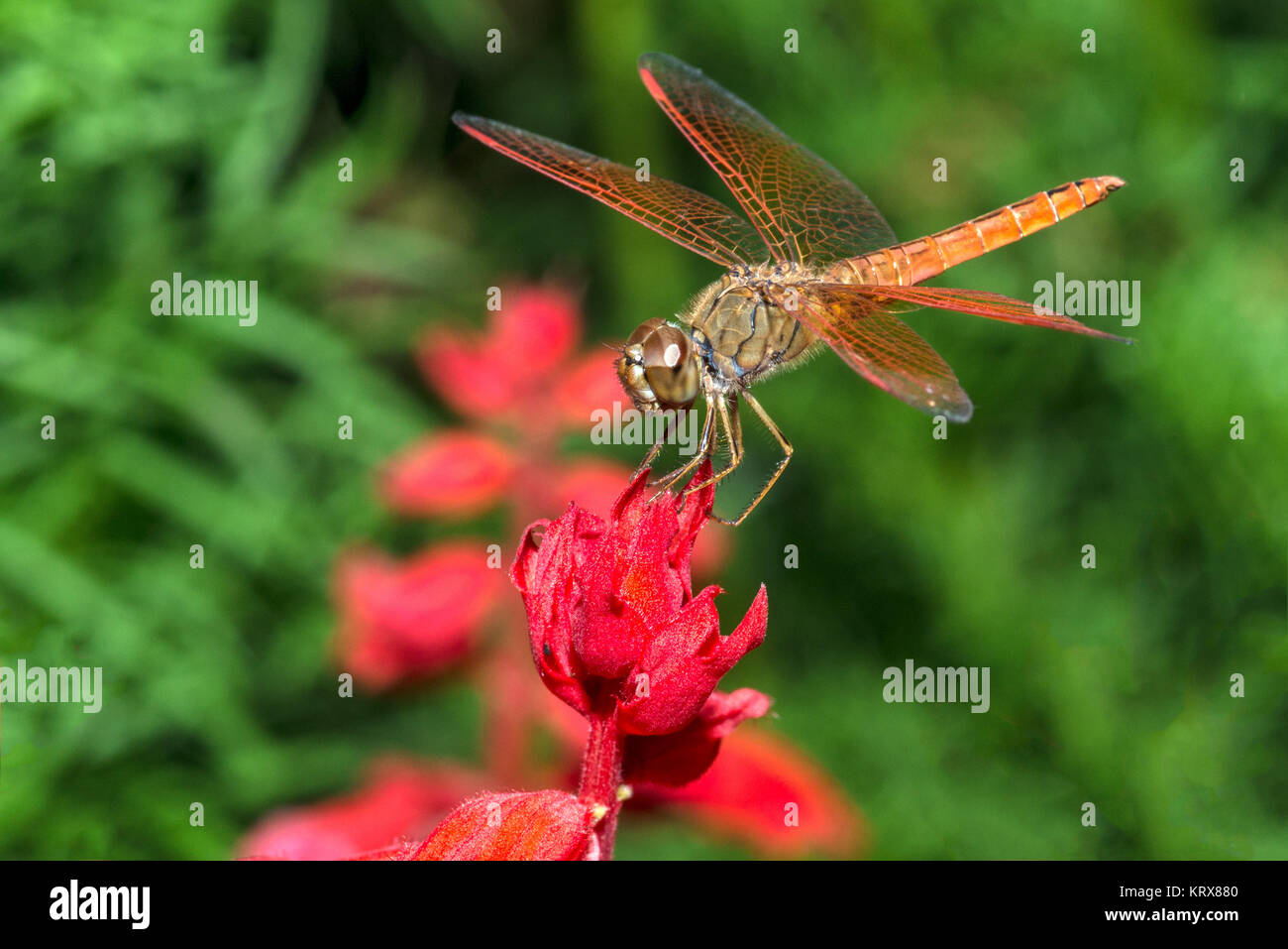 Dragonfly on red flower closeup Stock Photo - Alamy