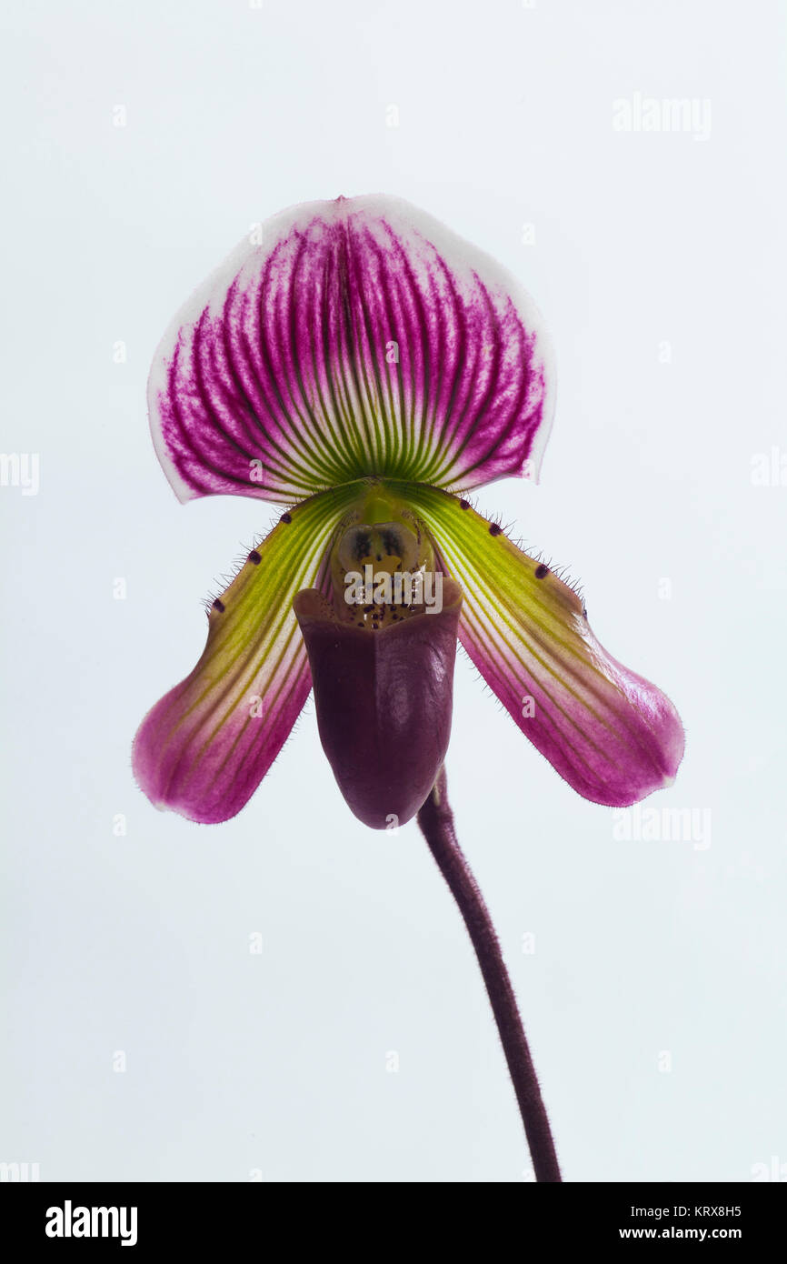 Paphiopedilum callosum,Close-up of Lady's slipper orchids are orchids in the subfamily Cypripedioideae which comprises the genera Cypripedium Mexipedi Stock Photo
