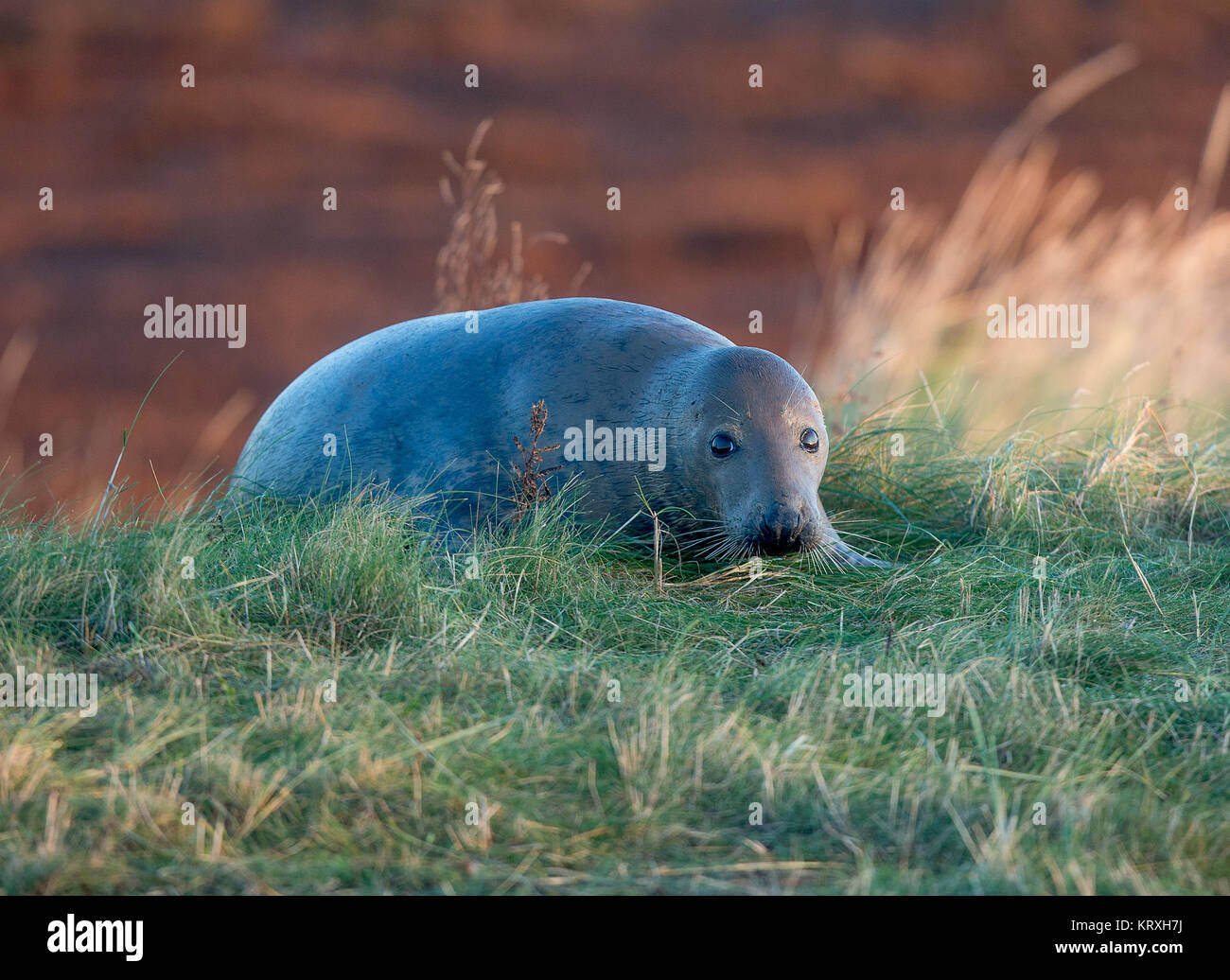 Donna Nook, Lincolnshire, UK. 5th Nov, 2017. Greys Seal in the Morning light at the UK Military Range Donna Nook, Lincolnshire, UK.Seals Gather in their Thousands on the military ranges tp give birth to their pups Credit: Charlotte Graham/ZUMA Wire/Alamy Live News Stock Photo
