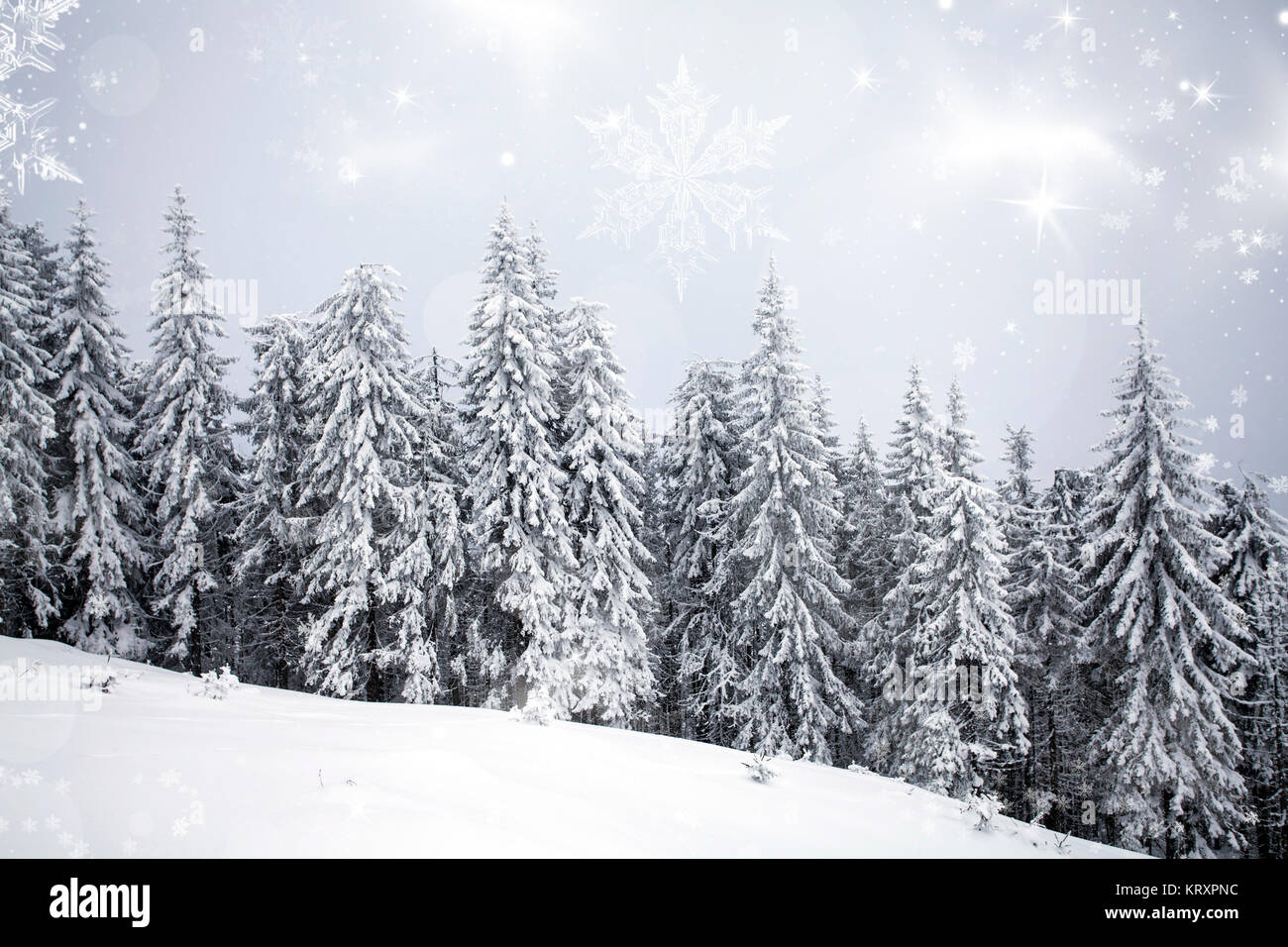 Winter landscape with snowy fir trees Stock Photo - Alamy
