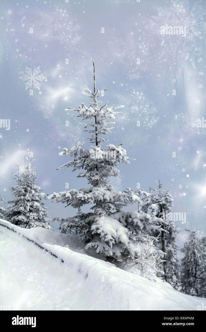 Snowy fir tree Stock Photo - Alamy