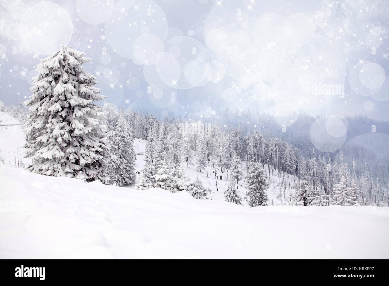 Winter landscape with snowy fir trees Stock Photo - Alamy