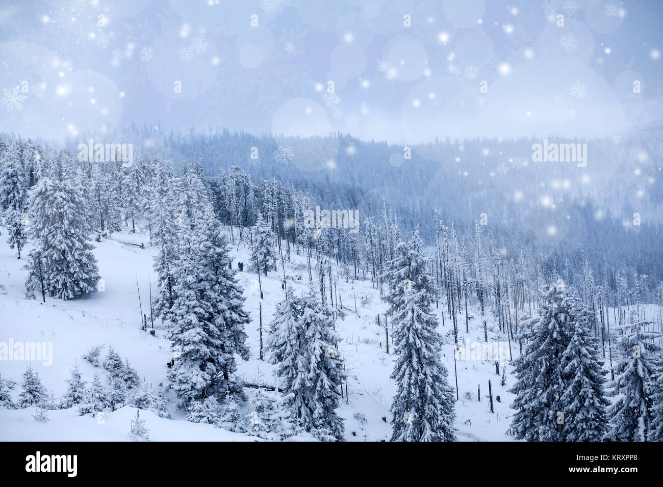 Winter landscape with snowy fir trees Stock Photo - Alamy