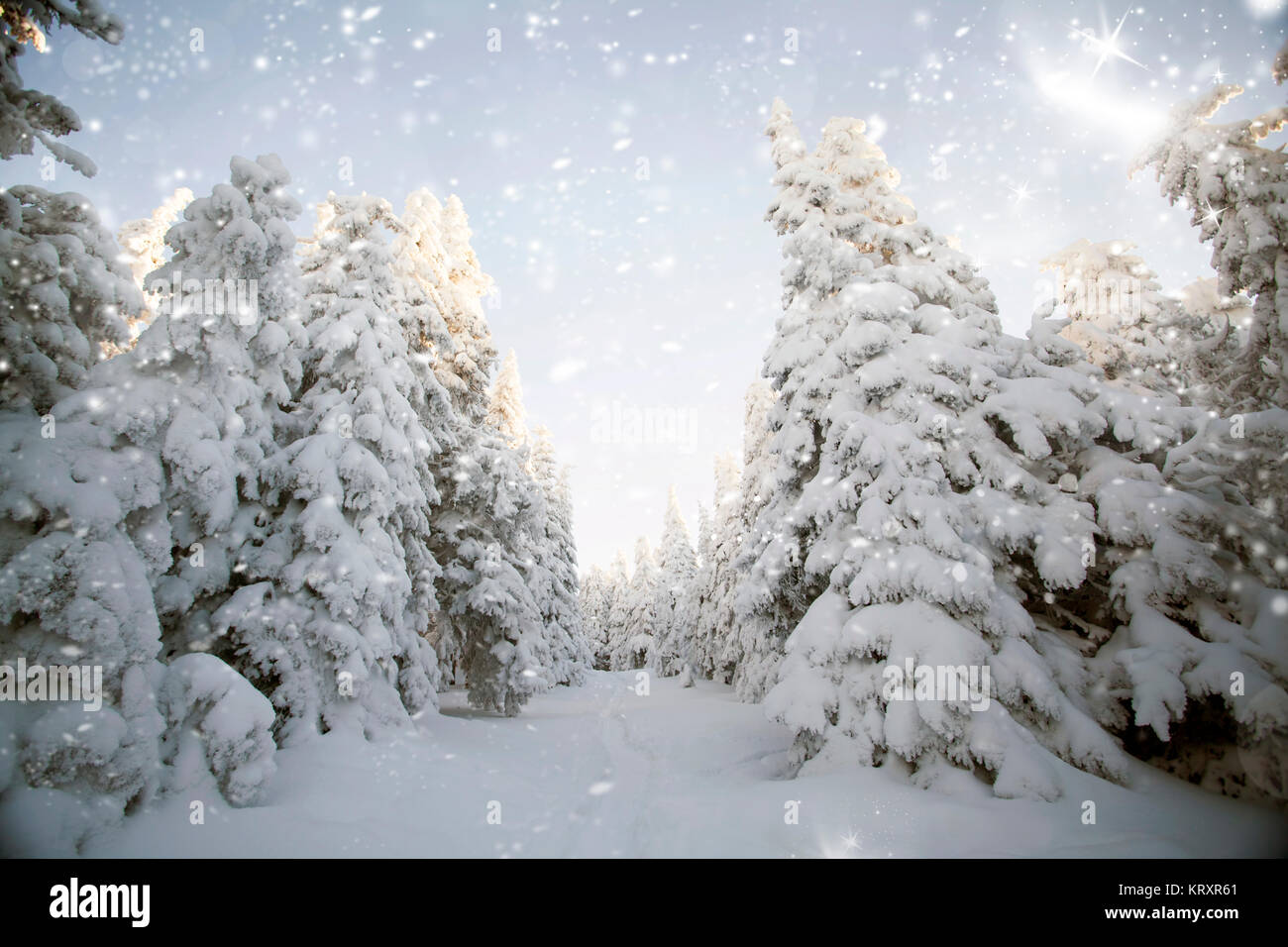 Winter landscape with snowy fir trees Stock Photo - Alamy