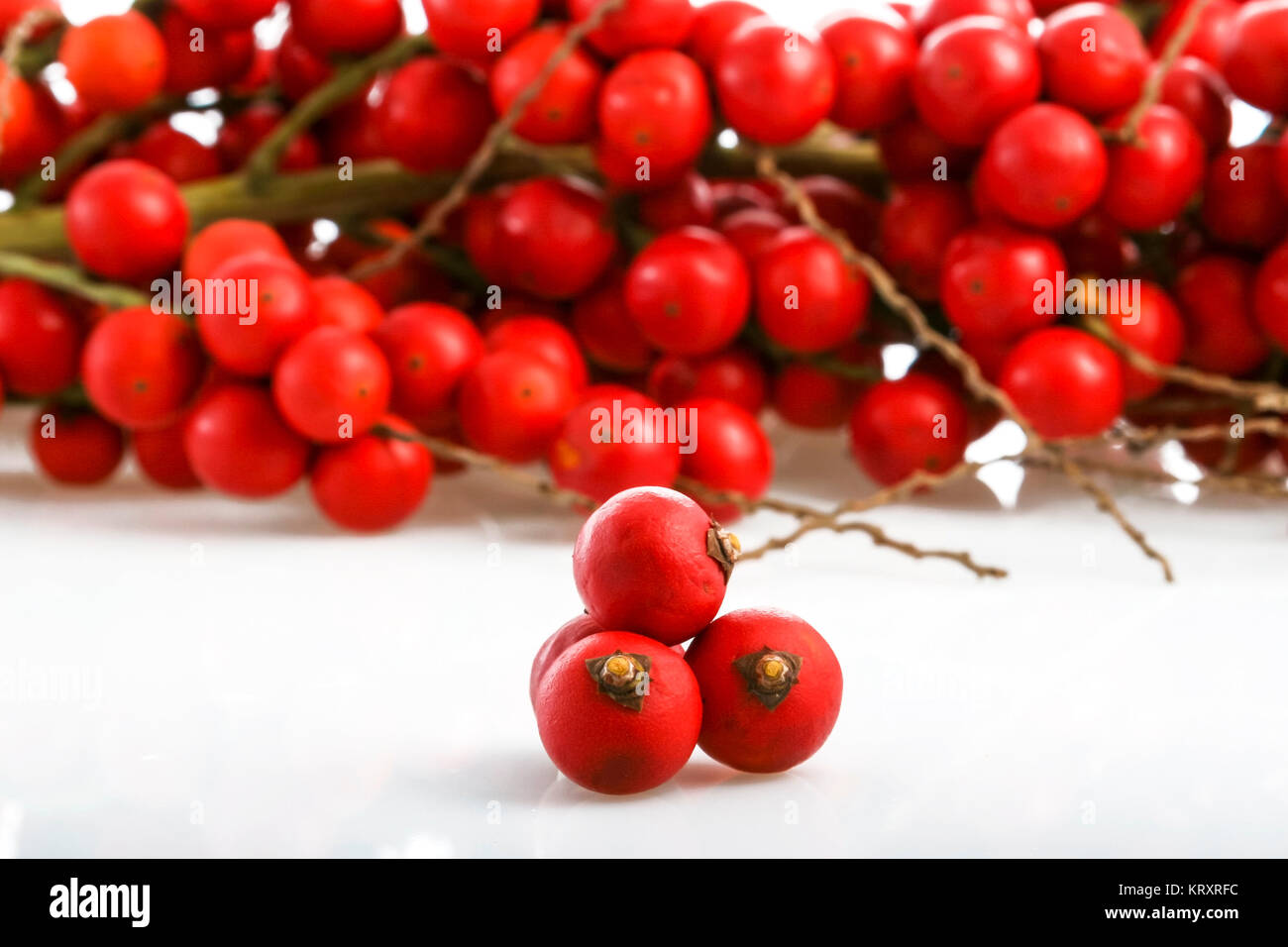 Corozo Stock Photos & Corozo Stock Images - Alamy