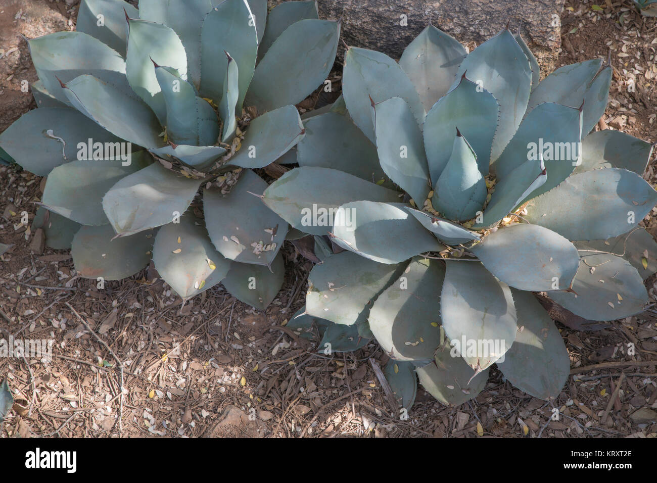 two Parry's Agave plants also know as mescal agave have a blue green coloring and a dark point on the tip of the leaf. Scientific name agave parryi Stock Photo