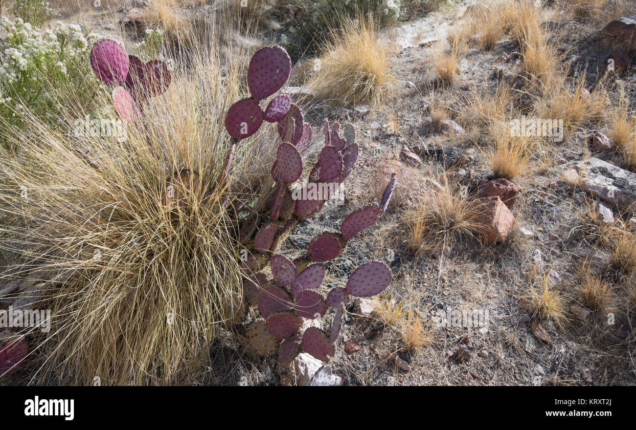 plants in the Arizona desert Stock Photo Alamy
