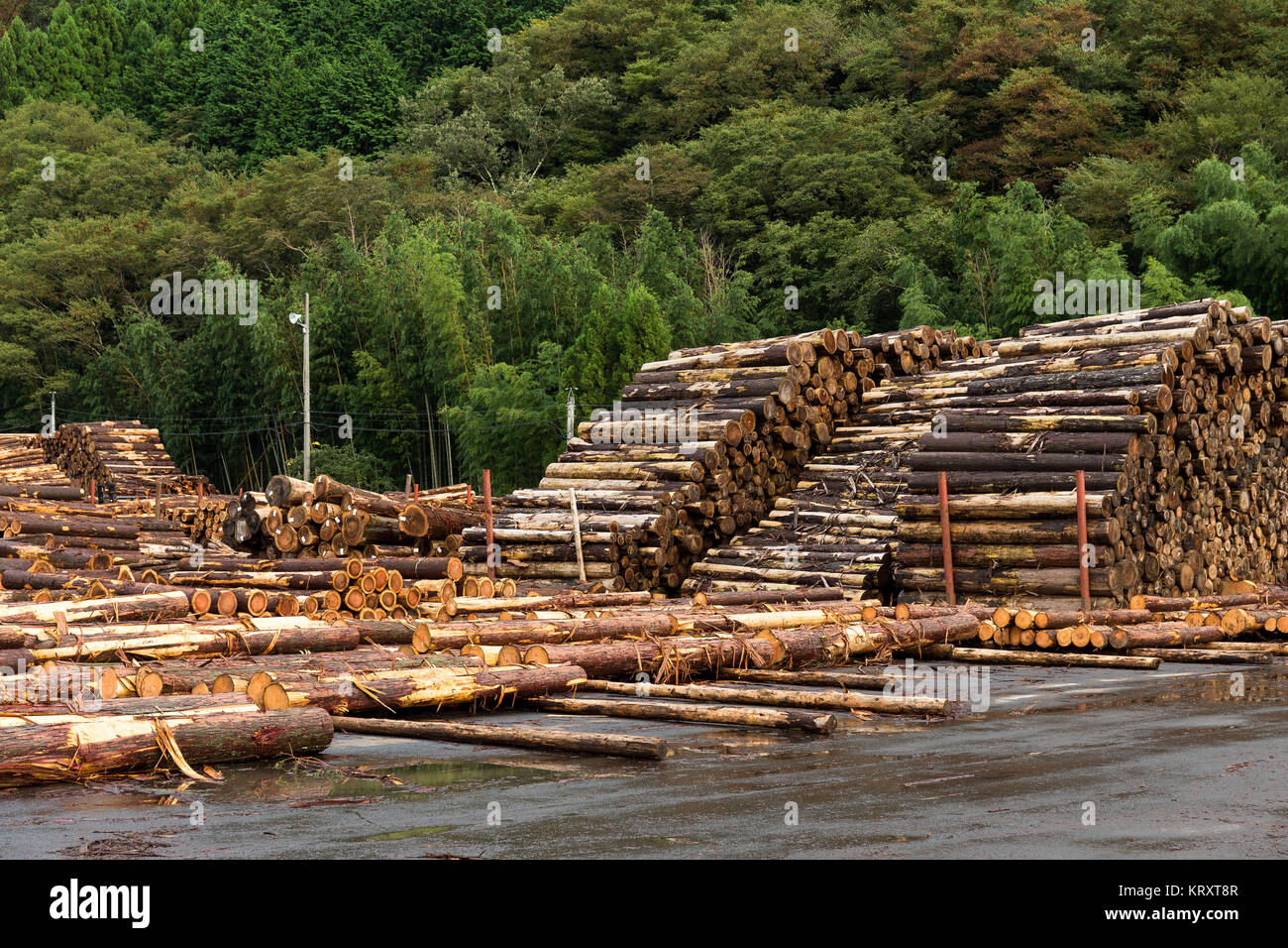 Pine timber stacked at lumber yard Stock Photo - Alamy
