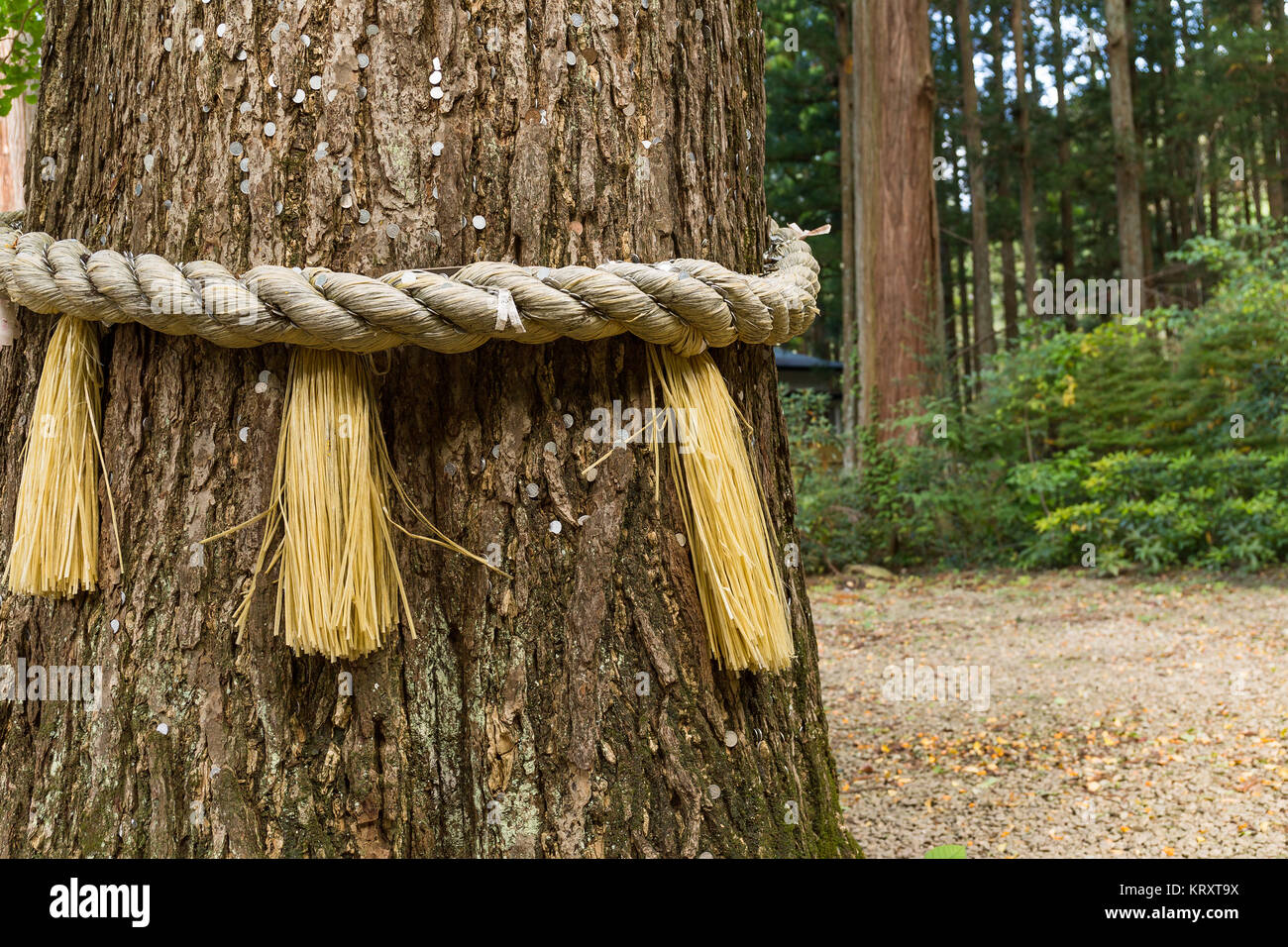 Rope on tree bark in Japanese temple Stock Photo - Alamy