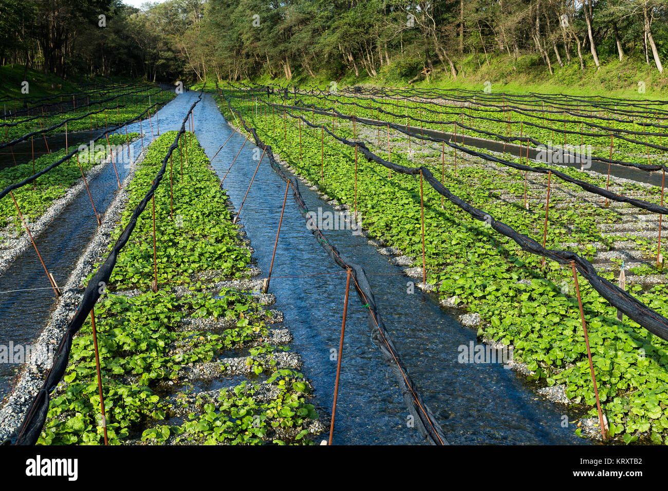 Growing wasabi hires stock photography and images Alamy