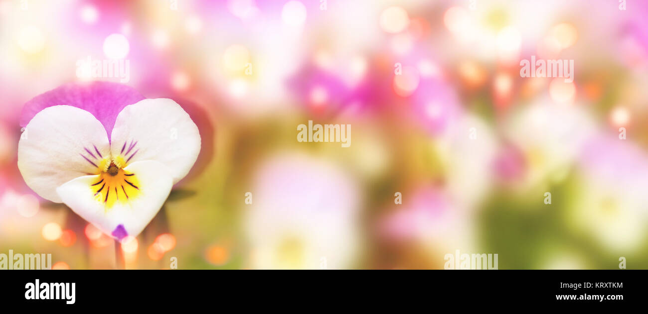 Spring background with detail of a colorful pansy in heart shape for a ...