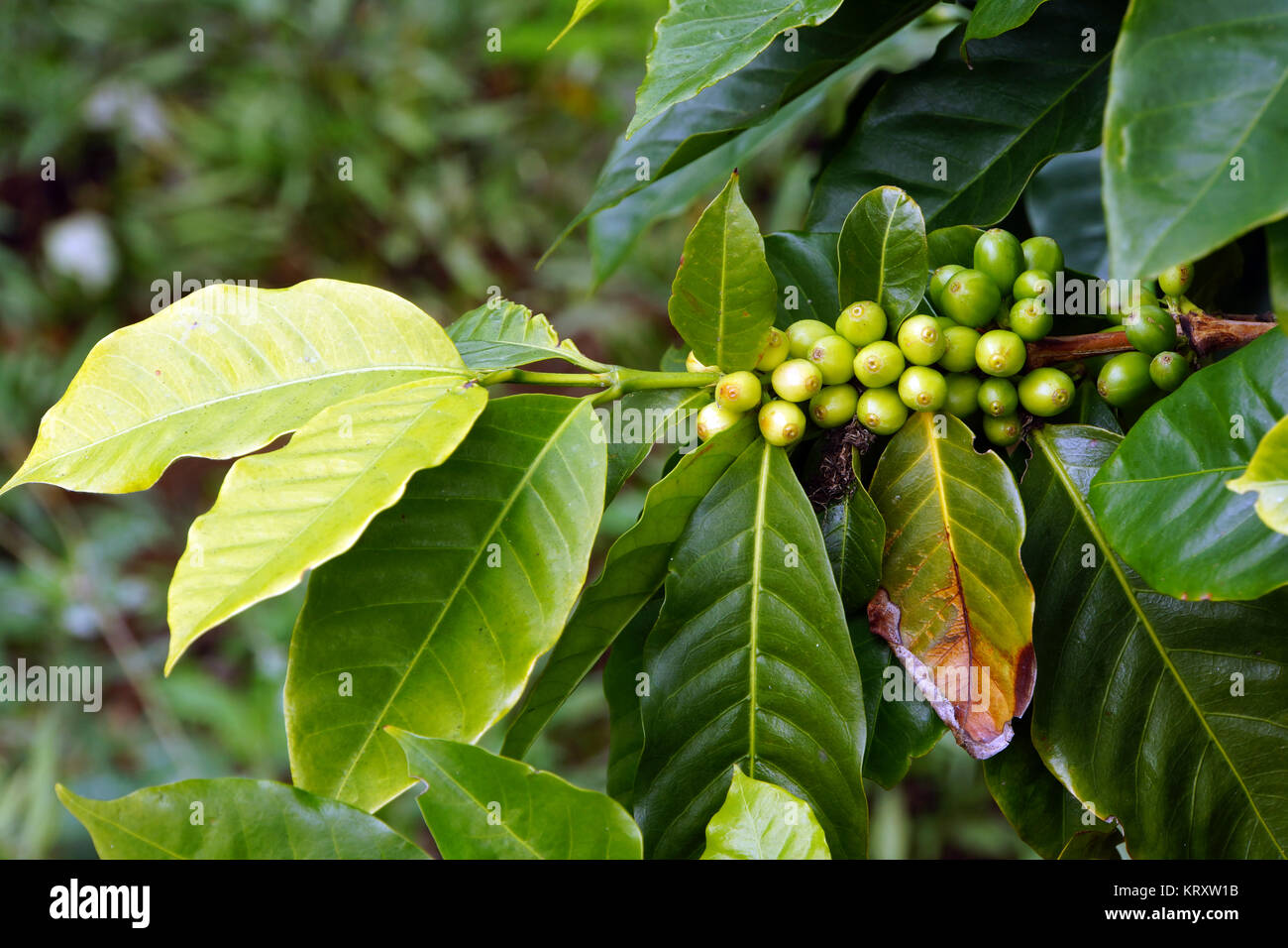 unripe fruits at coffee shrub (coffea arabica) Stock Photo