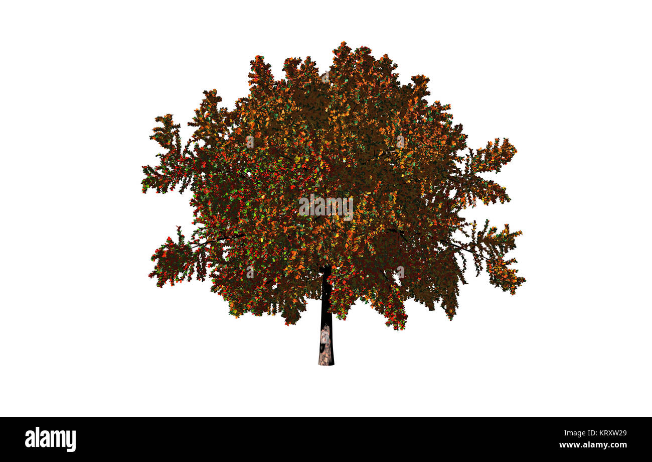deciduous tree free Stock Photo Alamy