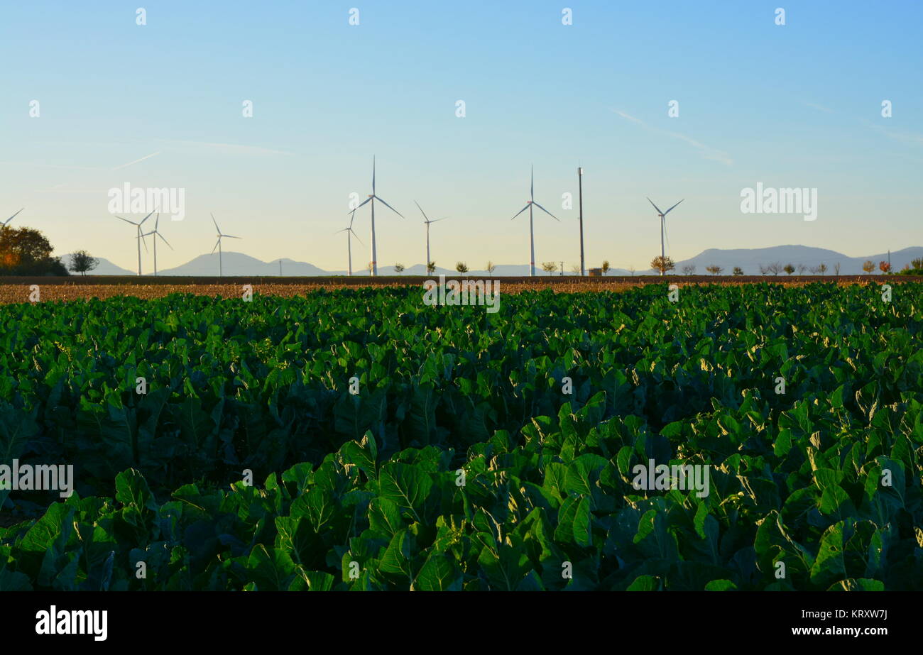 wind power on agricultural land Stock Photo