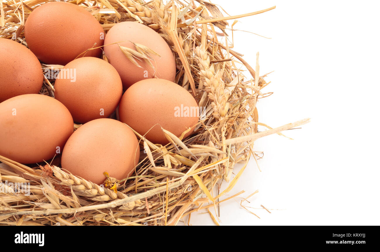 Chicken eggs in nest of straw. Isolated on white background Stock Photo ...
