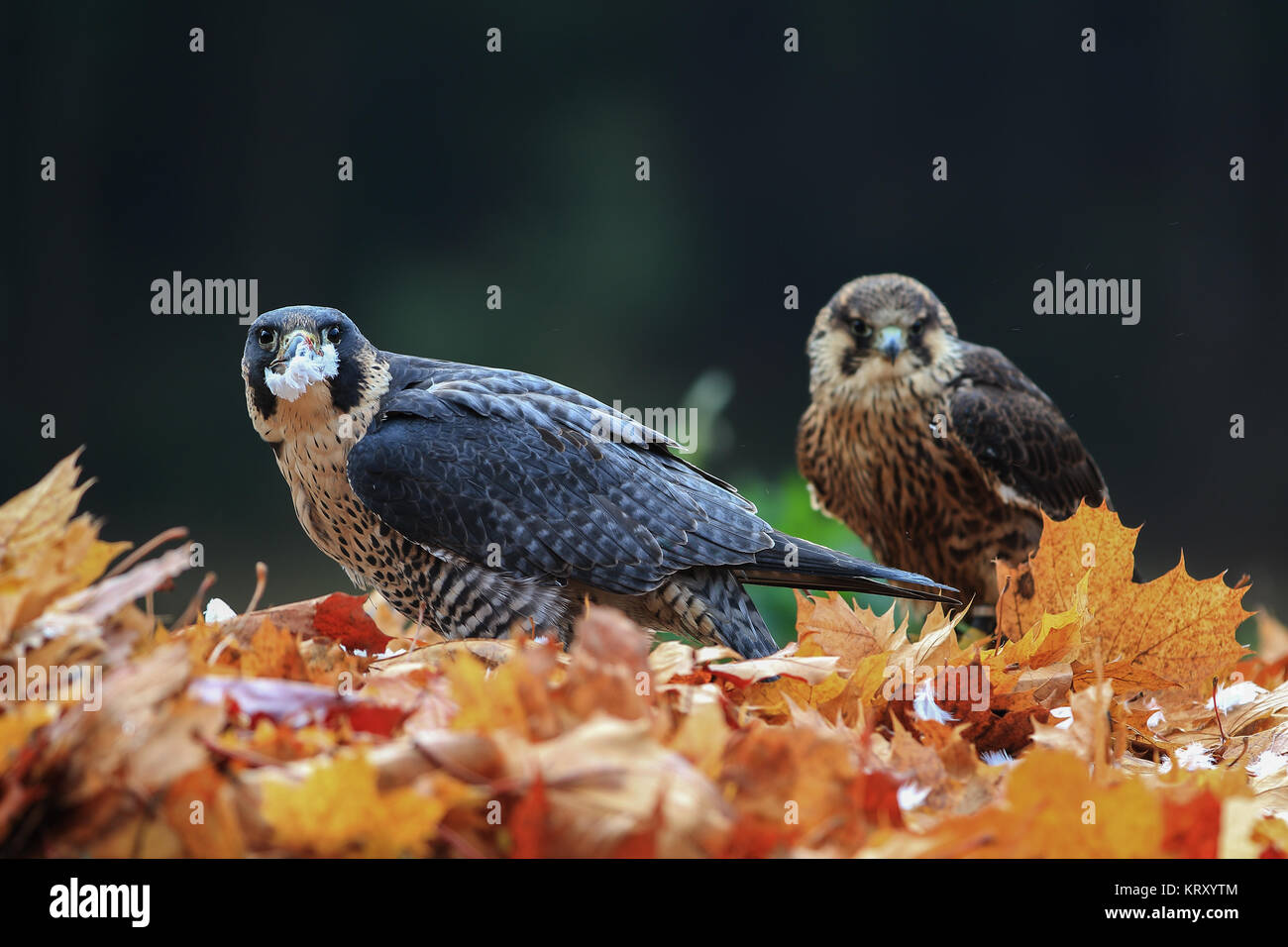 peregrine Stock Photo